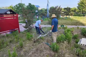 卧龙区卧龙岗街道：清理游园枯死树木 美化环境除隐患图片