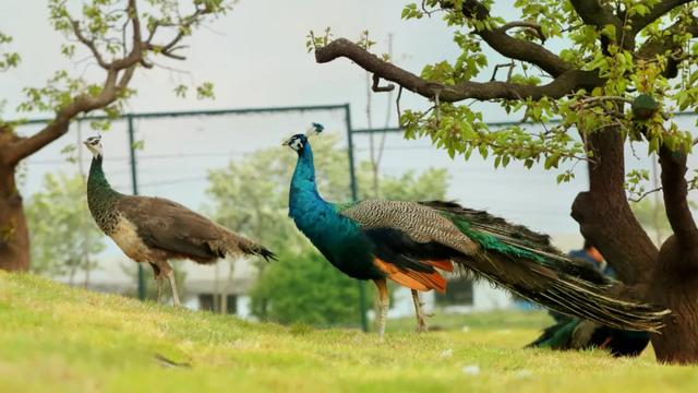 跟着风筝会游潍坊啦🥰~一张票根解锁36家景区优惠