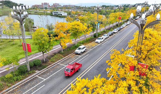 初冬限定！城市街头的金色浪漫
