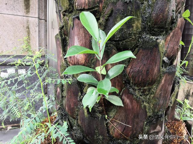 广州南沙温暖湿润，一棵树上有九种植物寄生，格局真大