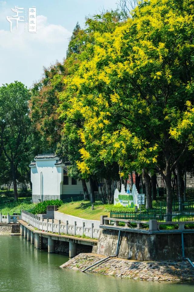 花样秦淮｜栾花绽放金秋至