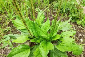 这种野草，农村人拔来煮水喝，广东人却靠它打造家族产业图片