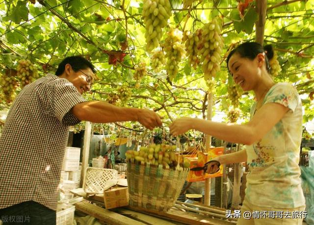 葡萄沟在新疆的什么地方？当然是在葡萄沟！