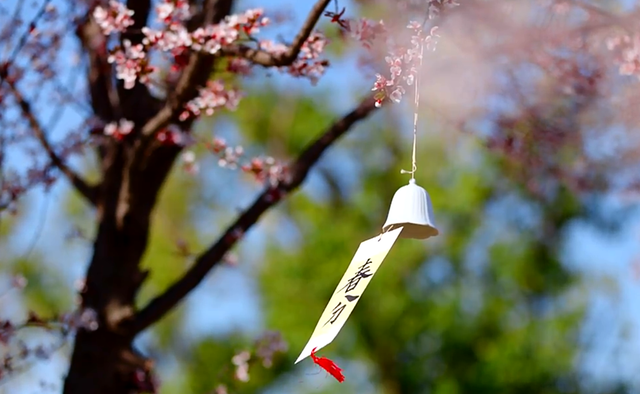 安徽芜湖：春暖踏青正当时，赴一场鸠江花海之约！