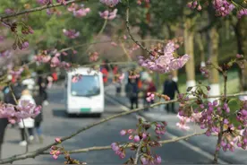 图片新闻|春→暖阳→樱花开图片