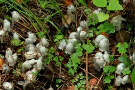 4大“冥界之花”，养在家里招鬼，这是迷信，还是确有其事？图片