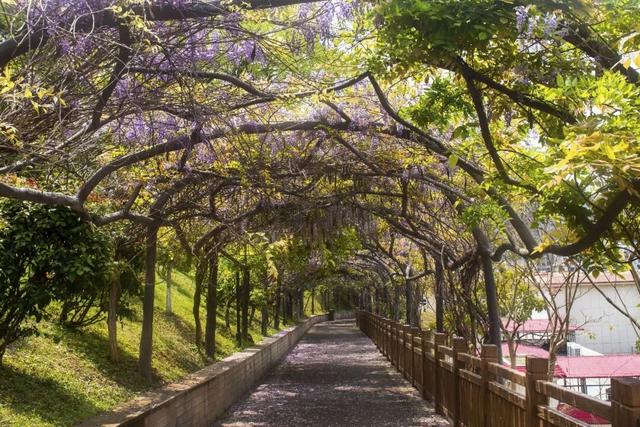 德化县驾云亭公园：紫藤花开引客来 春日紫韵醉山城