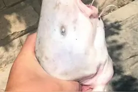 烤鱼店的清江鱼是什么鱼?图片