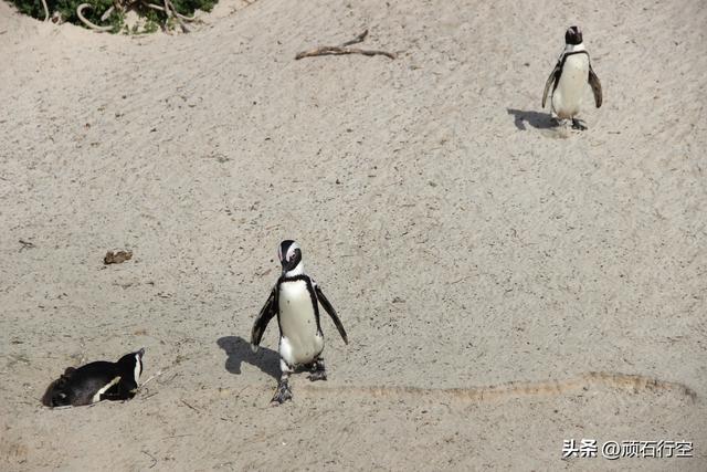 南部非洲：南非开普敦企鹅岛