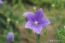 化痰特别厉害的一味中药，对嗓子也非常好，把陈年老痰清扫出去图片