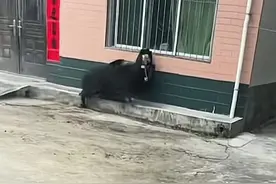 陕西勉县野猪冲进村庄扑倒一女子，镇政府：有人受伤，正处理图片