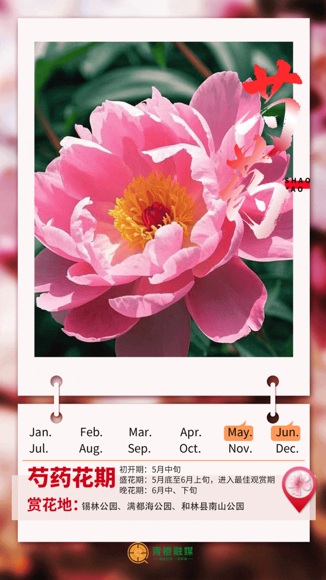 听劝！来呼和浩特赏花吧，四季可约~