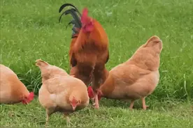 种草养土鸡，竟能节省三分之二的成本，提升土鸡的品质，一举多得图片