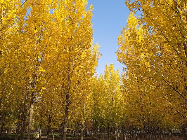 金水生态公园秋色如画 满园“黄金甲”演绎自然交响