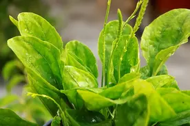 车前草加鸡蛋，老一辈留下来的土方法，很多人不知道，省钱又实用图片