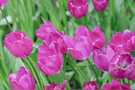 虞美人、郁金香、梅花......昆明市区这个免费公园，花开成海！图片