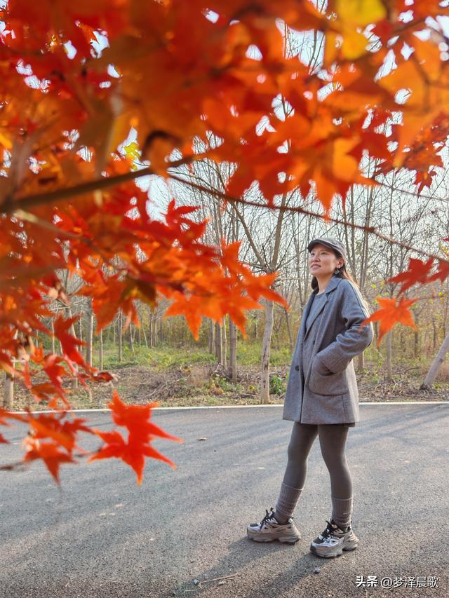 千年古城湖北云梦 冬日暖阳红枫艳