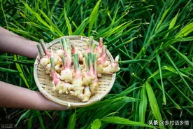 树底下和阳光不好的地方能种啥蔬菜？这些就不错，比有阳光长得好图片