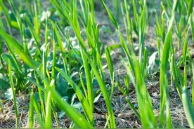 大蒜怎样施肥好？大蒜最喜欢这3种肥料，很多人不知道，看完明白图片