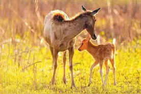 湿地版“动物城”！看东洞庭湖如何上演生态奇迹图片