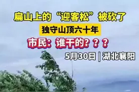 后续！砍襄阳扁山60岁网红树女子已被抓！热心网友合力种红叶石楠图片