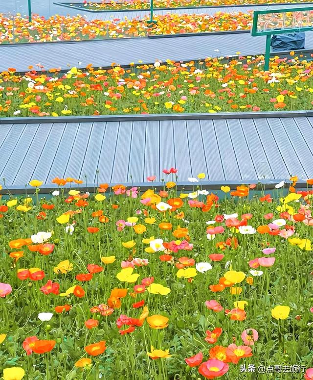 成都最美的虞美人花开了，美丽又壮观，给人震撼的视觉冲击力！