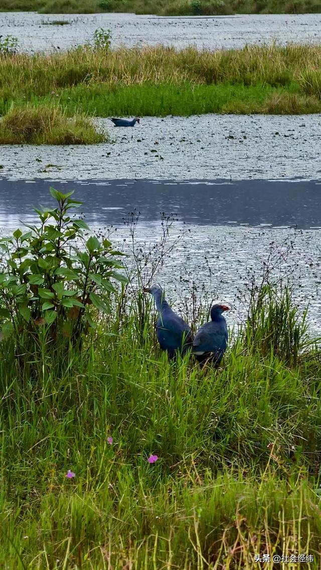 每日一景|云南腾冲北海湿地风景区