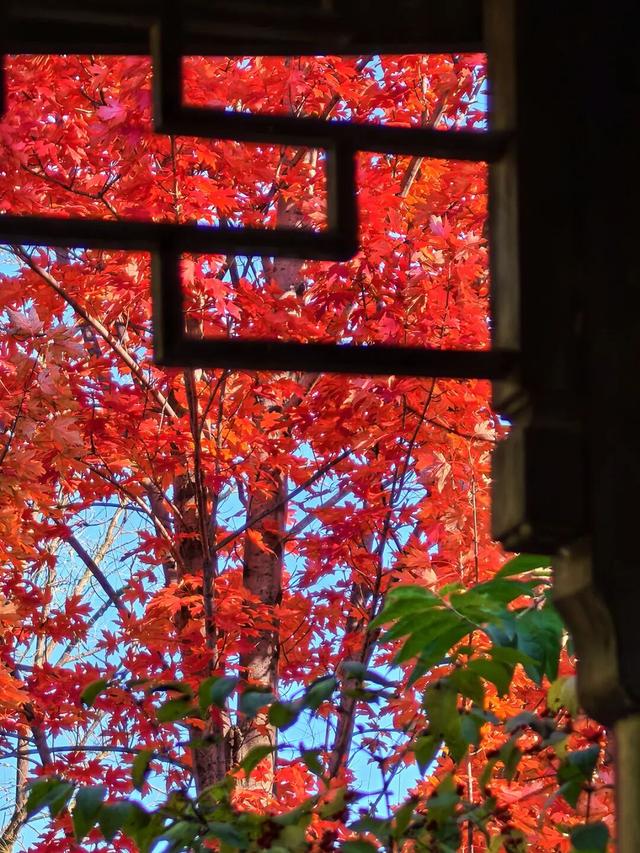 谁懂啊？这里的红枫，才是秋日“天花板”！