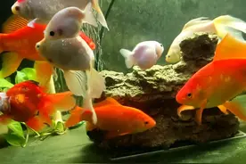 养鱼“必经之路”——什么水质适合养鱼？明确掌握换水时机图片