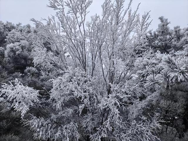 邂逅冬日美丽神话： 嵩山雾凇景观已惊艳上线
