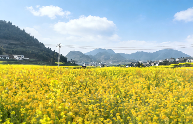 赏花 │ 花开正当时，周六“趣”汇川