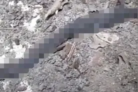 湖北“千脚蛇”被拍下视频，断后复活接上，为何被专家称为祸害？图片