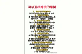 今天才知道，原来这些果树可以互相嫁接。图片