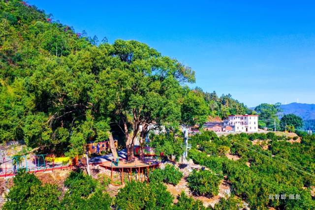 即将开幕！南安这里的芦柑，承包你的秋日甜蜜