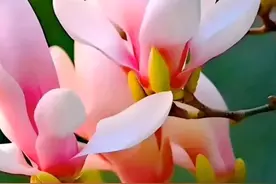 涨停之路主力指标篇1:特大单图片