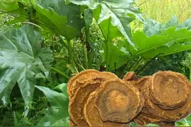 一味中药被誉为“药中将军”，可通五脏六腑，排除淤毒！图片