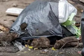 为什么很多人发现，老鼠变得越来越少了？老鼠真的“隐退”了吗？图片