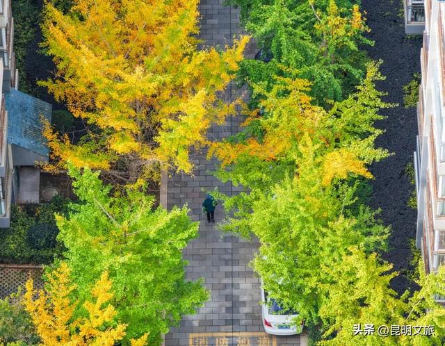 初冬，来晋宁邂逅一场金色的童话