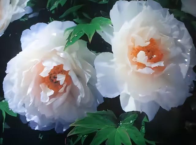 让世界爱上菏泽——曹州牡丹园景区公布2026年赏花季门票价格及优惠政策