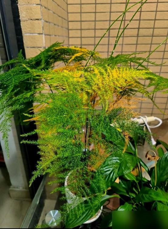 “阴花不能进阳宅”！家里若有这5种花，请赶紧“搬出去”！