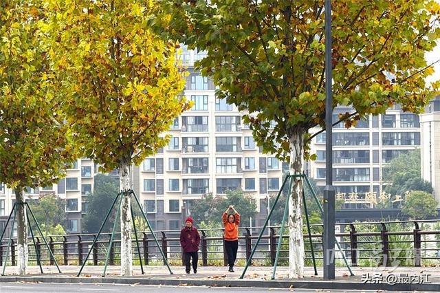 初冬限定美景！内江栖霞路梧桐刷屏