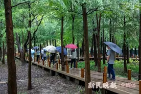 “环上”公园如明珠，“环内”绿地似绿毯，上海加快推进环城生态公园带建设 | 公园城市图片