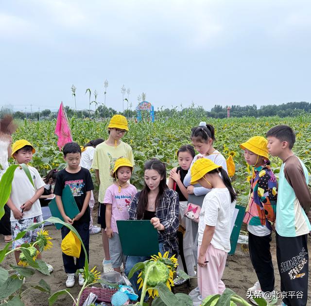 北京平谷“河畔花苑”百亩向日葵盛放，打造沉浸式金秋艺术新地标