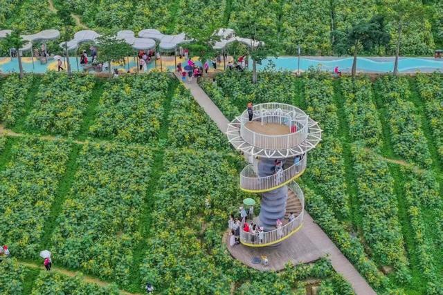 岭南水乡的双生花：东莞沙田与南沙东涌的时空对话