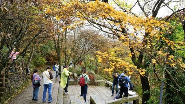 黄山秋景现场播报：云海“开挂”，秋色“沸腾”，抓紧冲