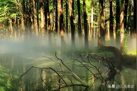 森林真的越多越好吗？其实早在3.06亿年前，地球就已经给出了答案图片