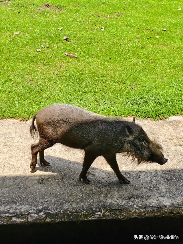 马来西亚(36)砂拉越州⑩峇哥国家公园夜间徒步体验