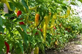 牢记辣椒浇水口诀，此后种辣椒不再犯错！图片