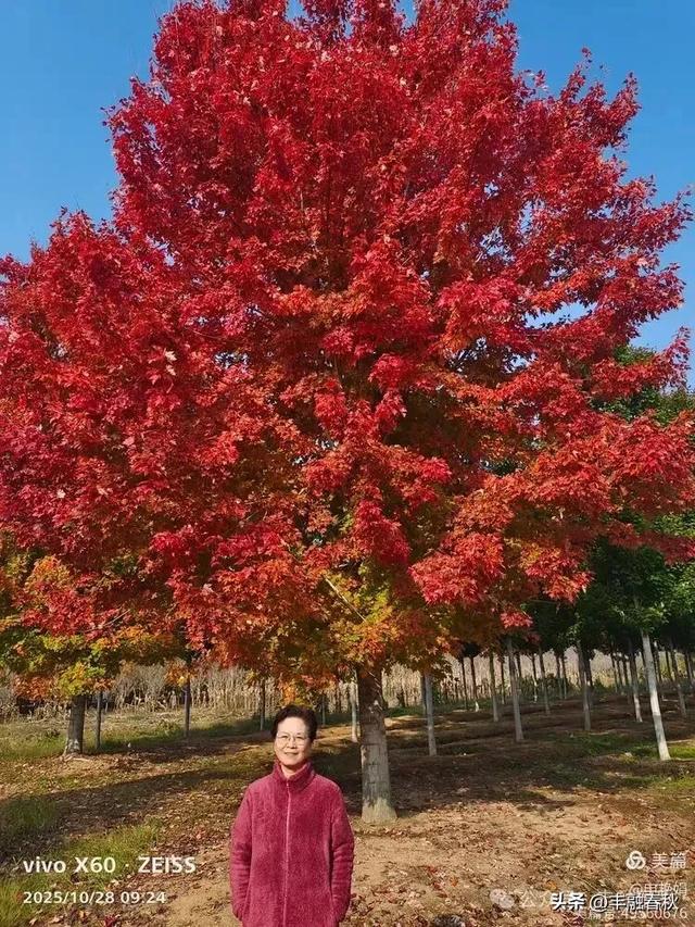 丹枫映秋,枫彩满楼|申艳娟