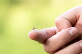 把正在吸血的蚊子拍死，它的嘴会断在肉里吗 | 答案如下图片
